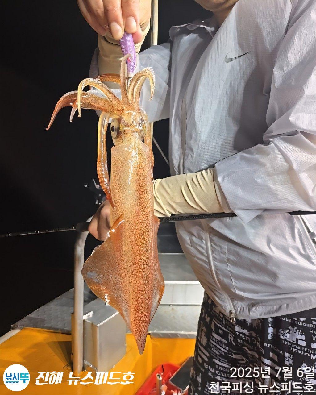낚시뚜,한치,진해행암항,진해 뉴스피드호,낚시뚜6