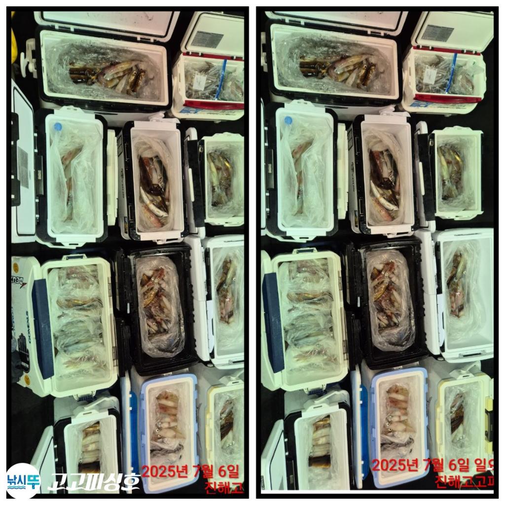 낚시뚜,한치,속천항(진해),고고피싱호,낚시뚜25