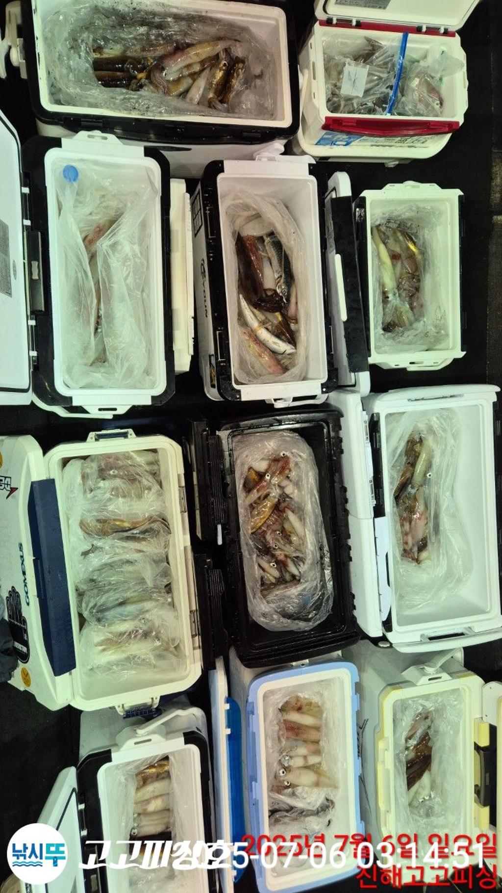 낚시뚜,한치,속천항(진해),고고피싱호,낚시뚜23