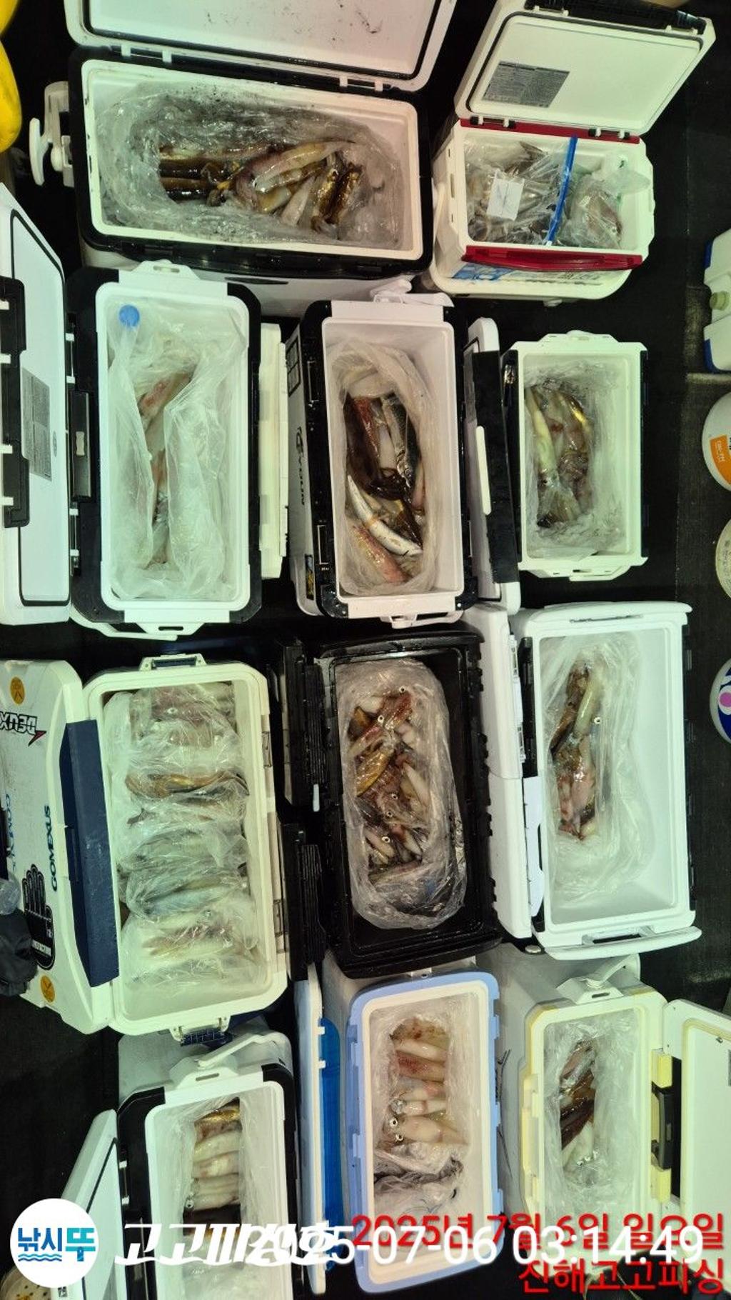 낚시뚜,한치,속천항(진해),고고피싱호,낚시뚜21