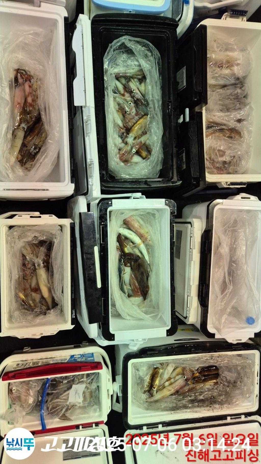 낚시뚜,한치,속천항(진해),고고피싱호,낚시뚜19