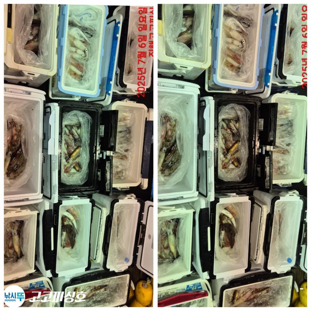 낚시뚜,한치,속천항(진해),고고피싱호,낚시뚜12