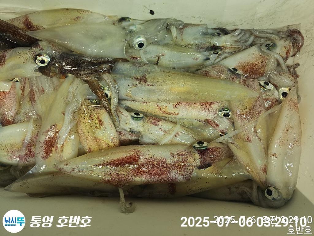 낚시뚜,한치,통영 신전항,통영호반호,낚시뚜33