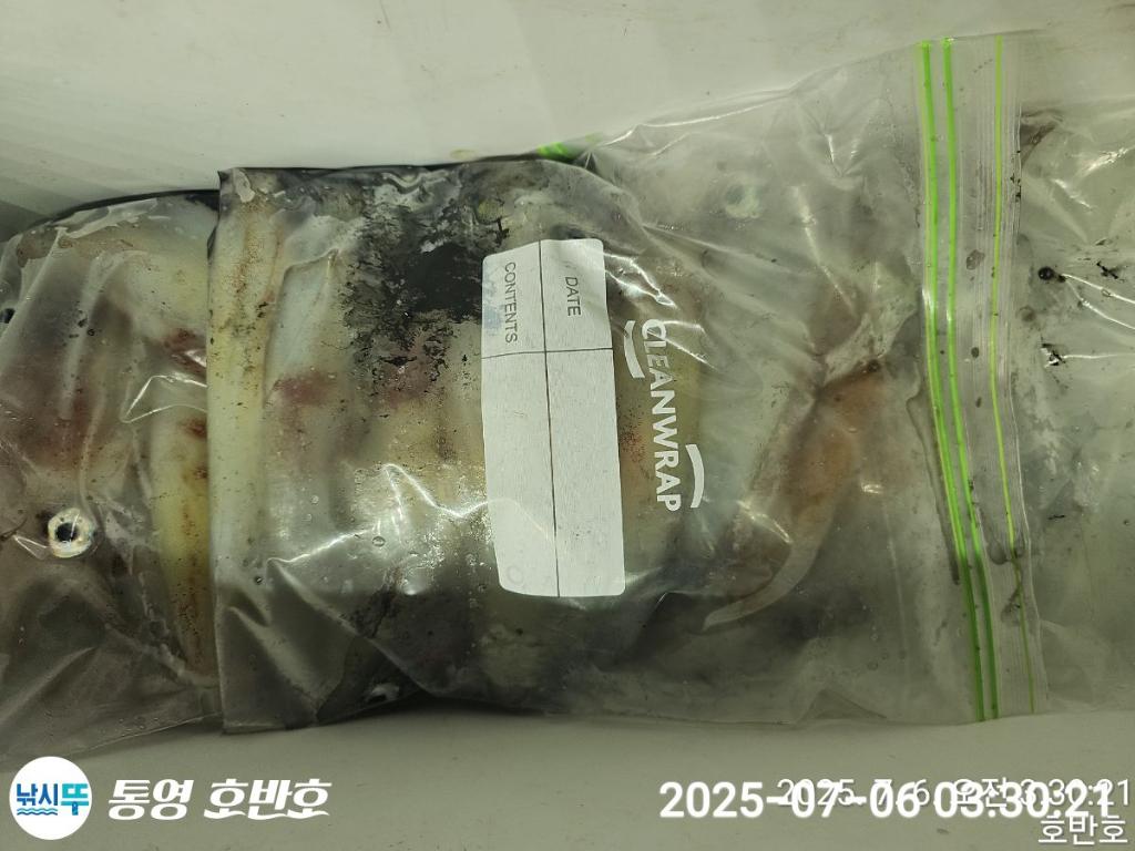낚시뚜,한치,통영 신전항,통영호반호,낚시뚜32