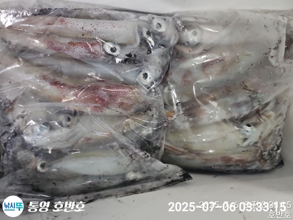 낚시뚜,한치,통영 신전항,통영호반호,낚시뚜31