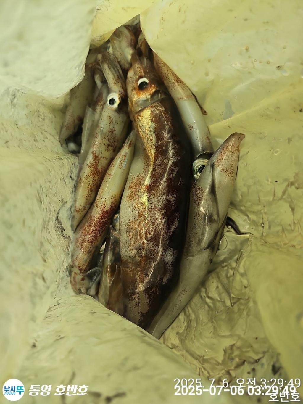 낚시뚜,한치,통영 신전항,통영호반호,낚시뚜30