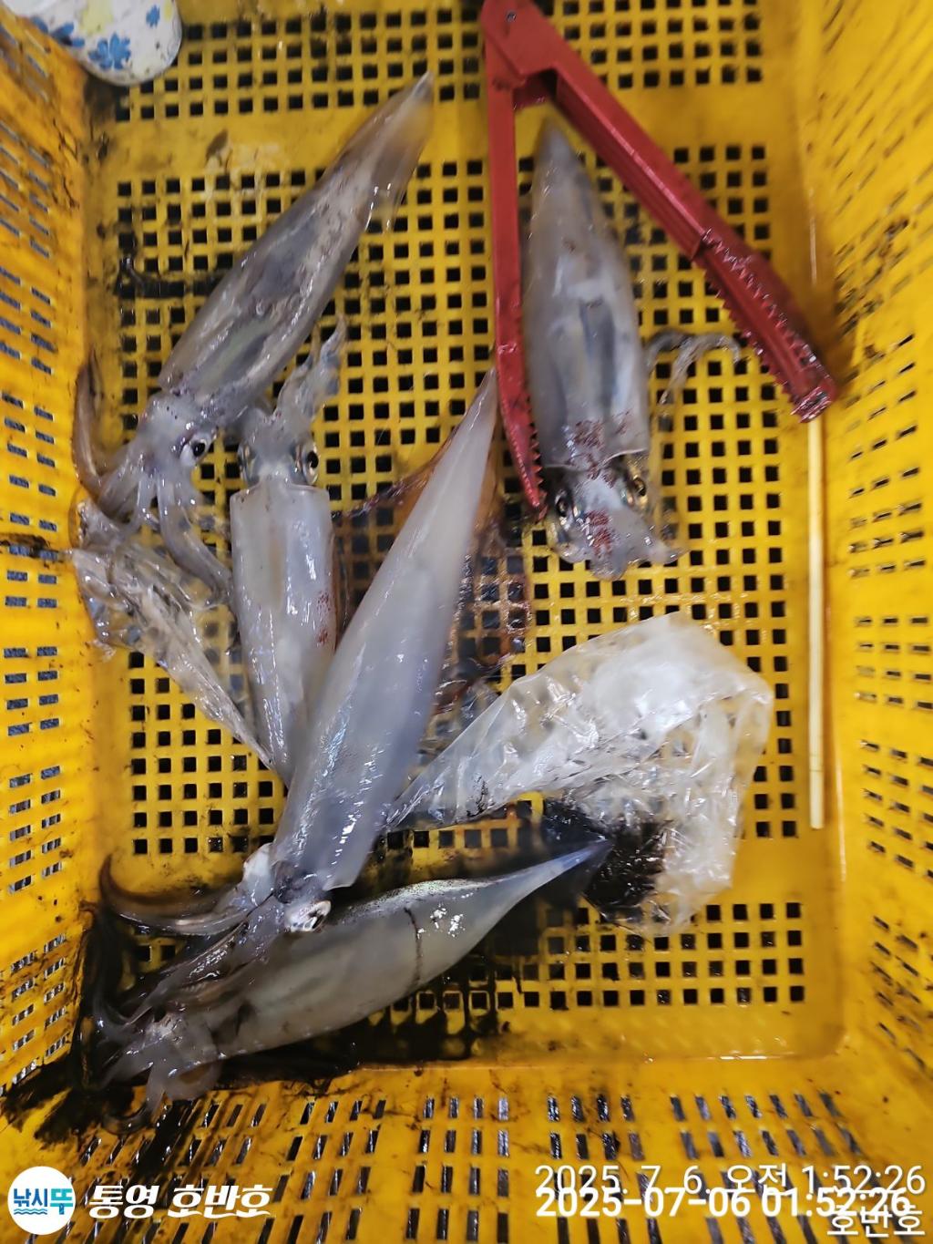 낚시뚜,한치,통영 신전항,통영호반호,낚시뚜29