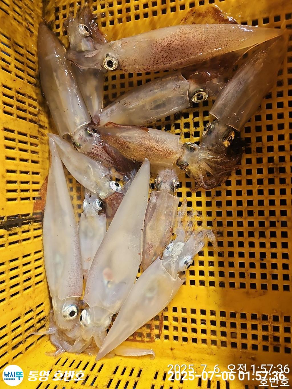 낚시뚜,한치,통영 신전항,통영호반호,낚시뚜28
