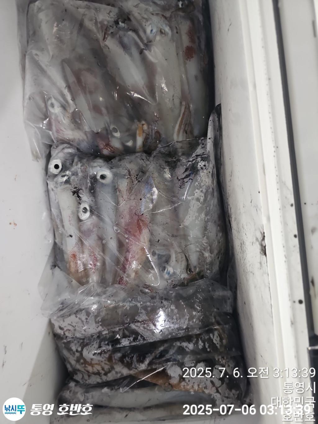 낚시뚜,한치,통영 신전항,통영호반호,낚시뚜27