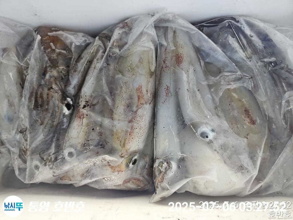 낚시뚜,한치,통영 신전항,통영호반호,낚시뚜26