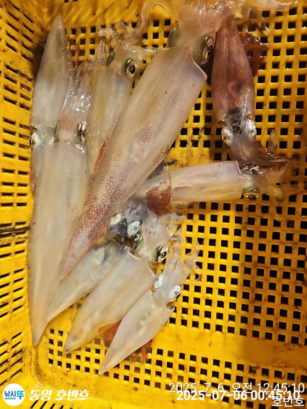 낚시뚜,한치,통영 신전항,통영호반호,낚시뚜25