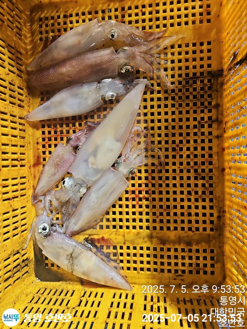 낚시뚜,한치,통영 신전항,통영호반호,낚시뚜24