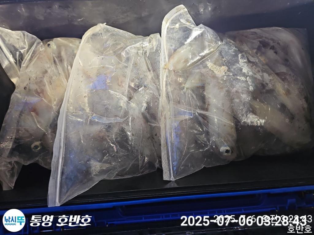 낚시뚜,한치,통영 신전항,통영호반호,낚시뚜23