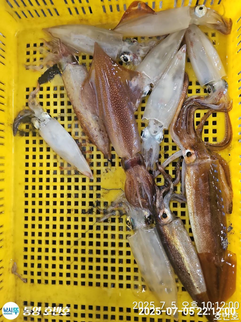 낚시뚜,한치,통영 신전항,통영호반호,낚시뚜22