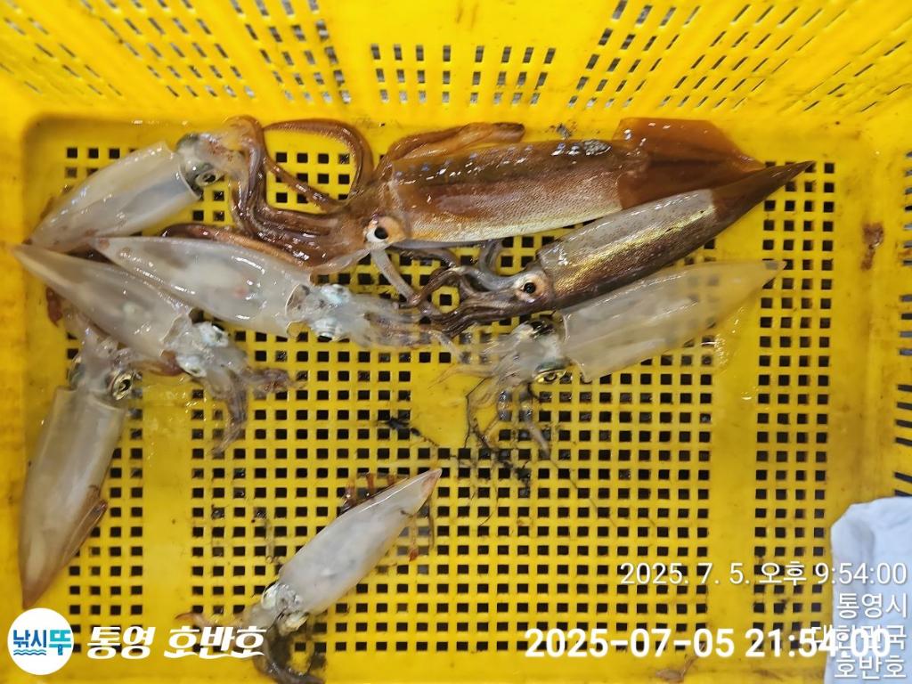 낚시뚜,한치,통영 신전항,통영호반호,낚시뚜21