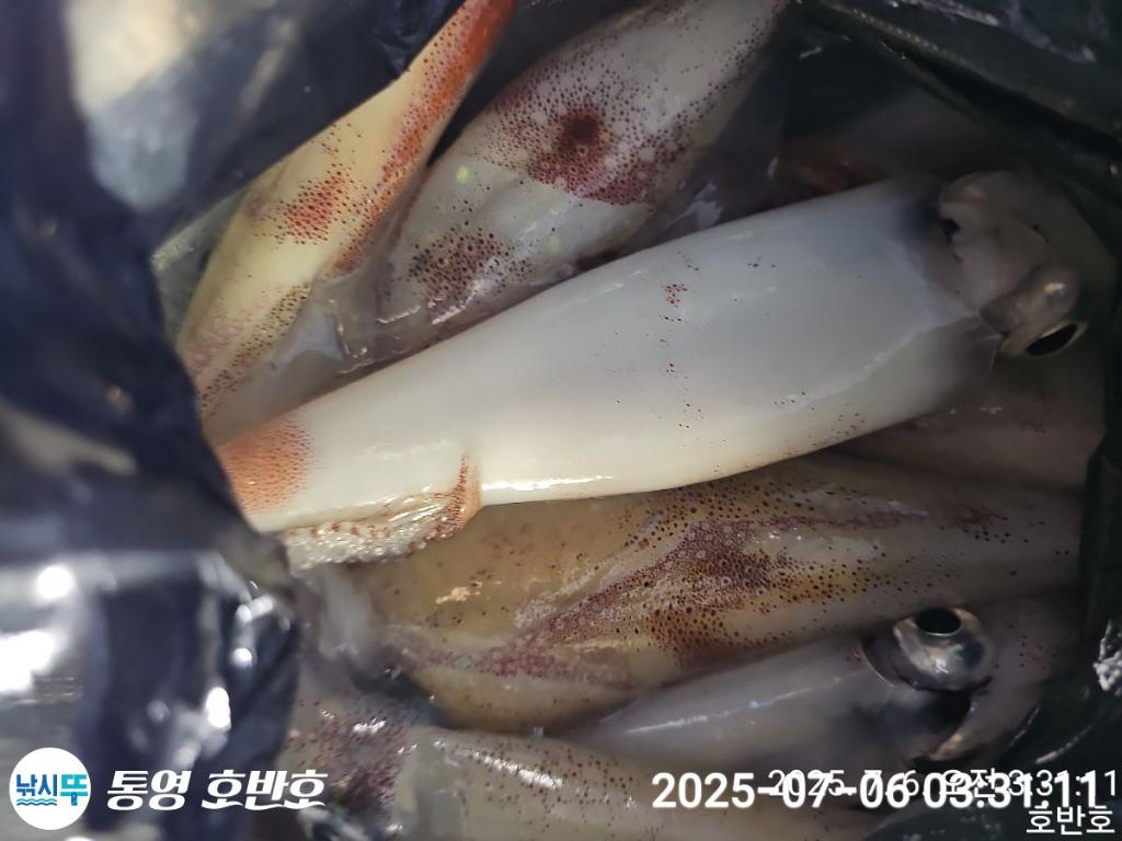 낚시뚜,한치,통영 신전항,통영호반호,낚시뚜19