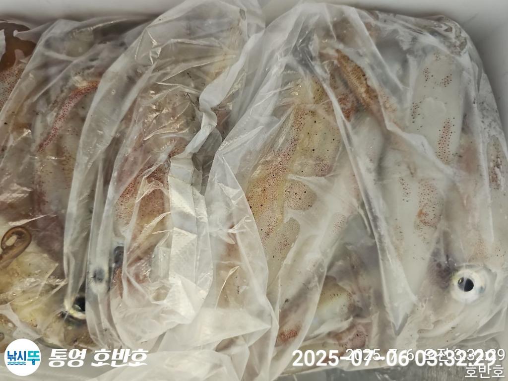 낚시뚜,한치,통영 신전항,통영호반호,낚시뚜18