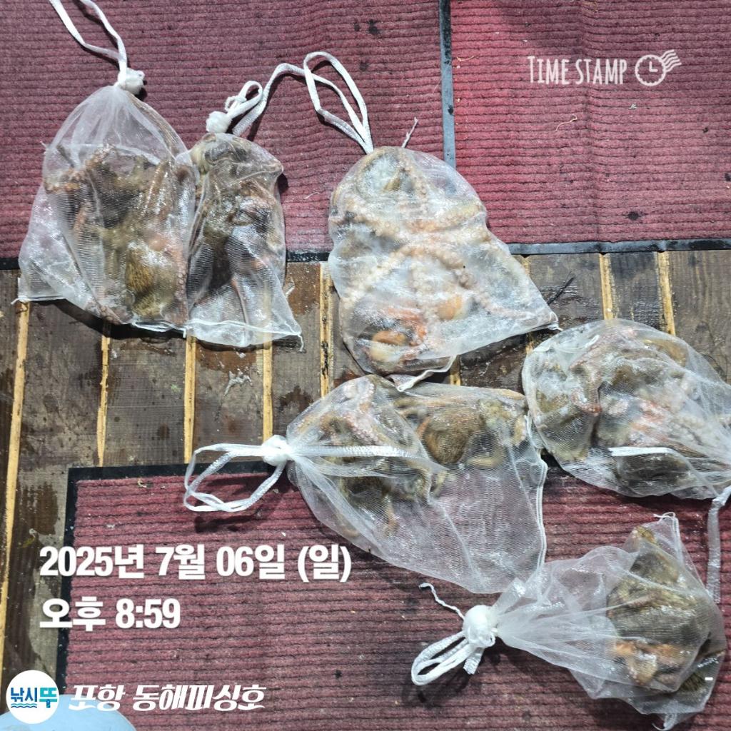 낚시뚜,돌문어,포항(운하관),포항 동해피싱호,낚시뚜12