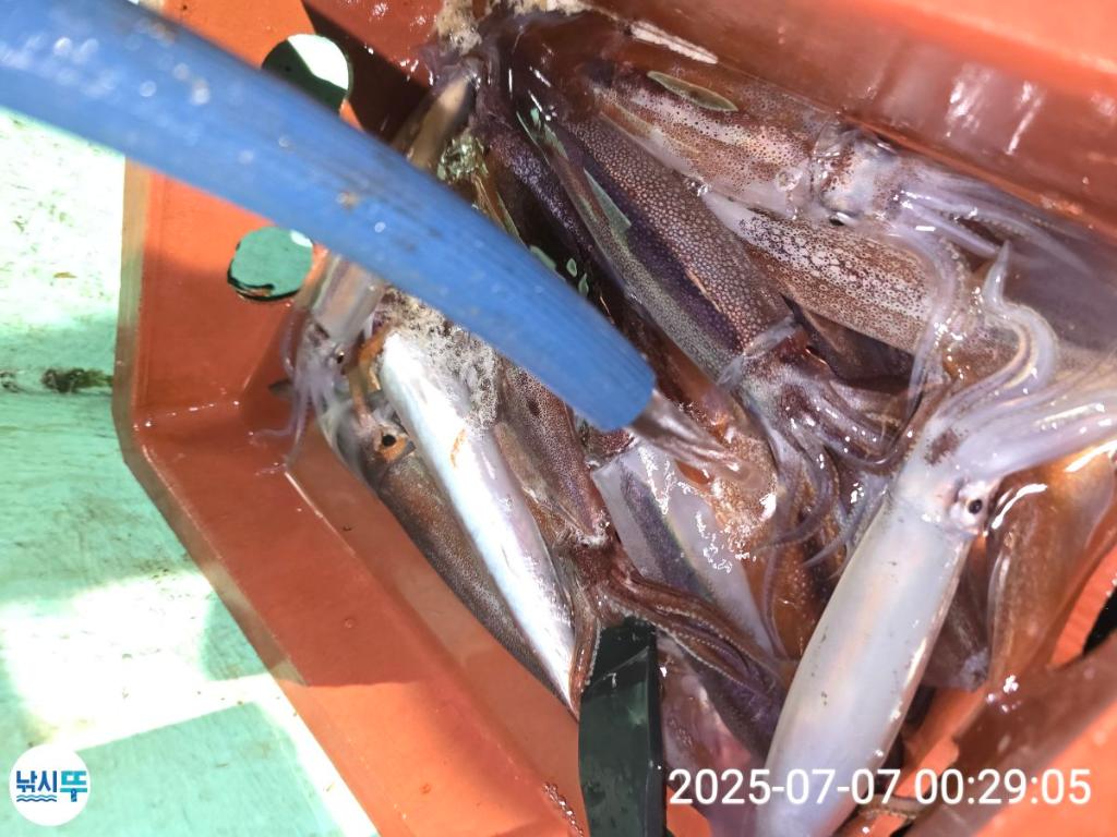 F27204137P.jpg