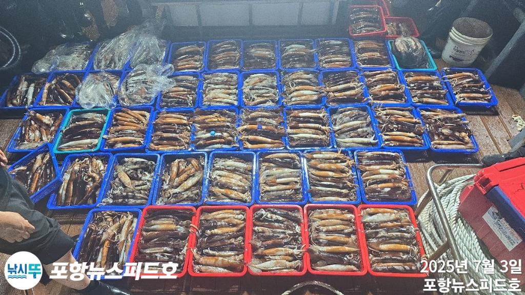 낚시뚜,오징어,포항 방석항,포항 뉴스피드호,낚시뚜7