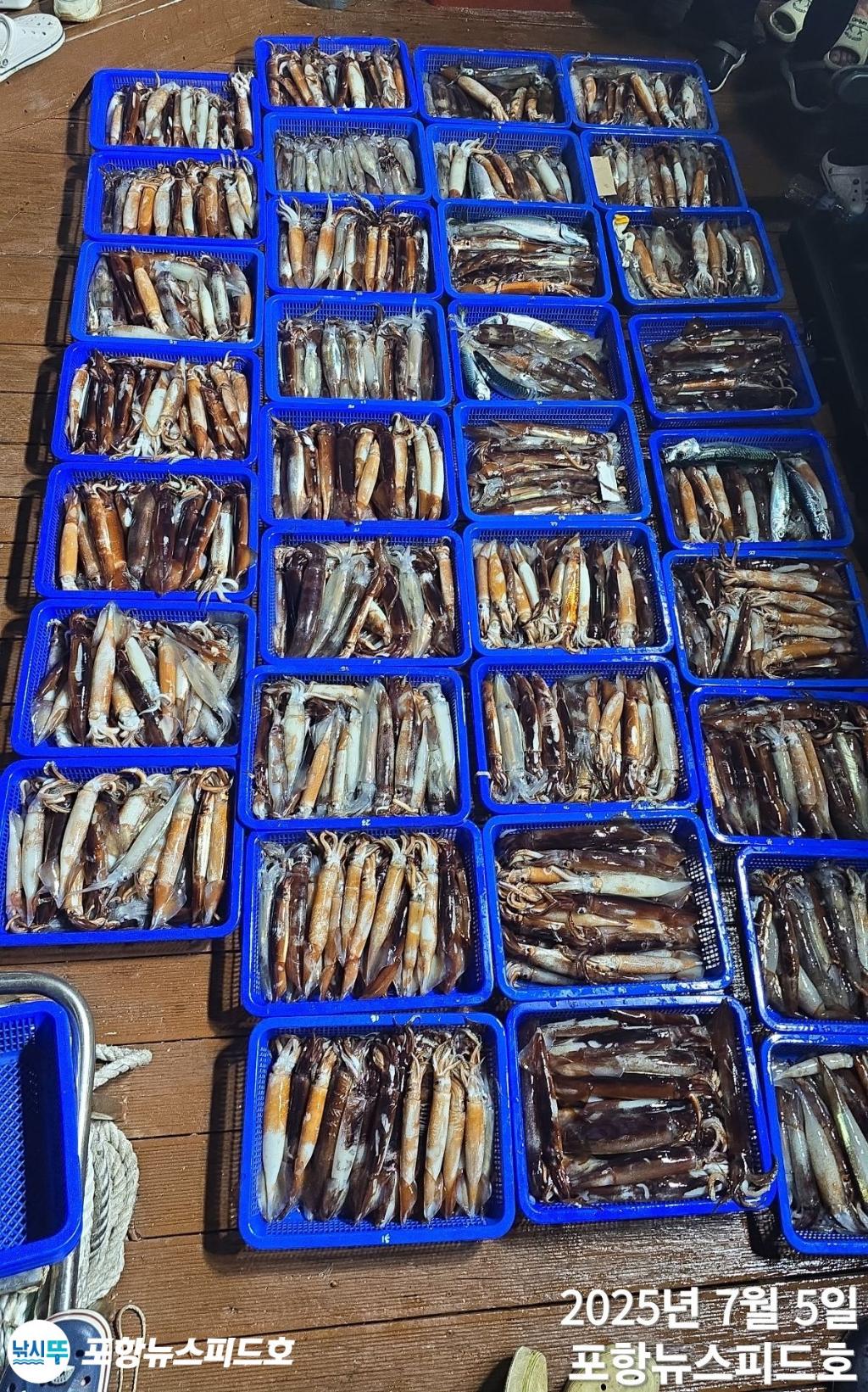 낚시뚜,오징어,포항 방석항,포항 뉴스피드호,낚시뚜3