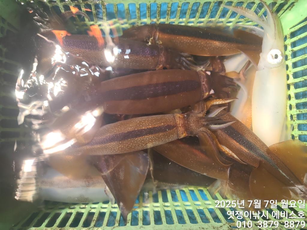 낚시뚜,기타 (직접입력),삼포항,엿쟁이낚시,낚시뚜16