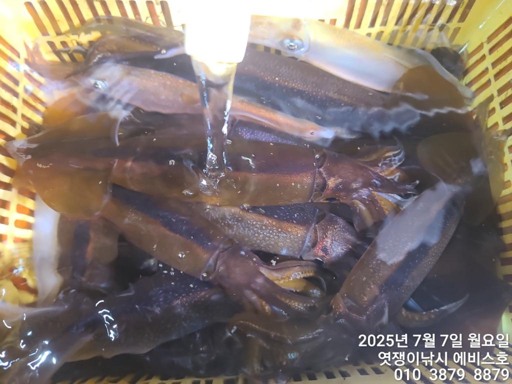 낚시뚜,기타 (직접입력),삼포항,엿쟁이낚시,낚시뚜18