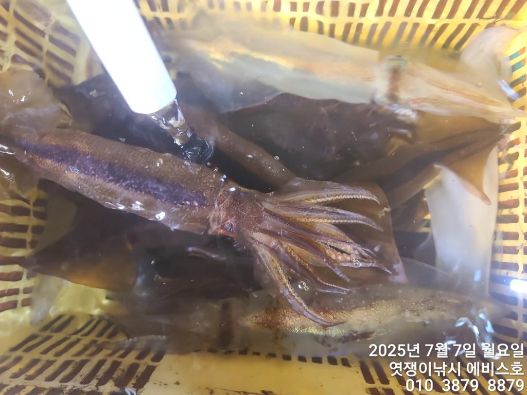 낚시뚜,기타 (직접입력),삼포항,엿쟁이낚시,낚시뚜19