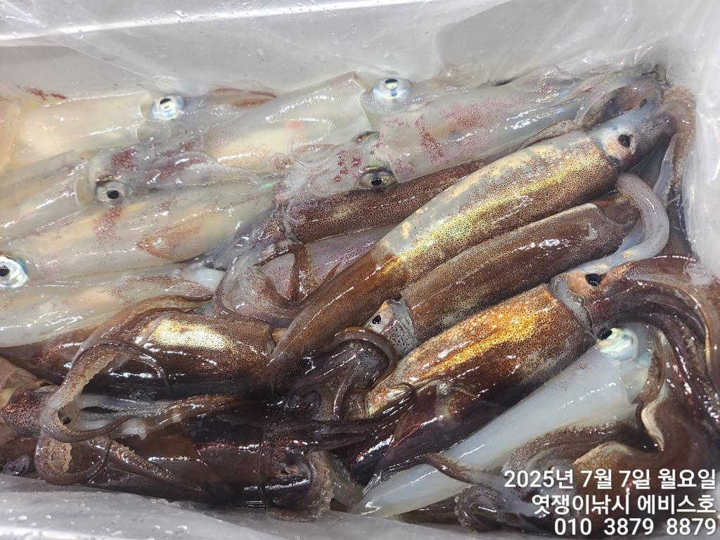 낚시뚜,기타 (직접입력),삼포항,엿쟁이낚시,낚시뚜22
