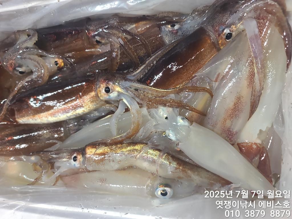 낚시뚜,기타 (직접입력),삼포항,엿쟁이낚시,낚시뚜23