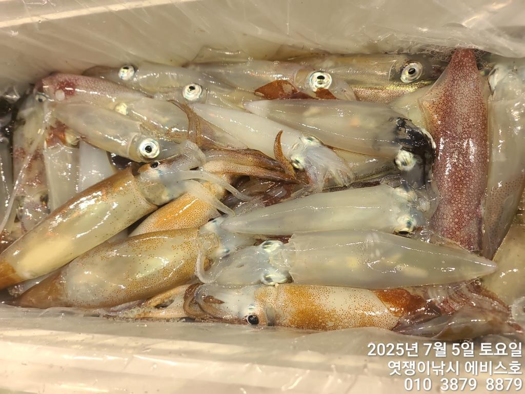 낚시뚜,기타 (직접입력),삼포항,엿쟁이낚시,낚시뚜42