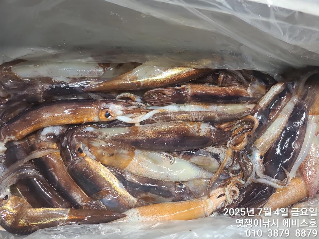 낚시뚜,기타 (직접입력),삼포항,엿쟁이낚시,낚시뚜58