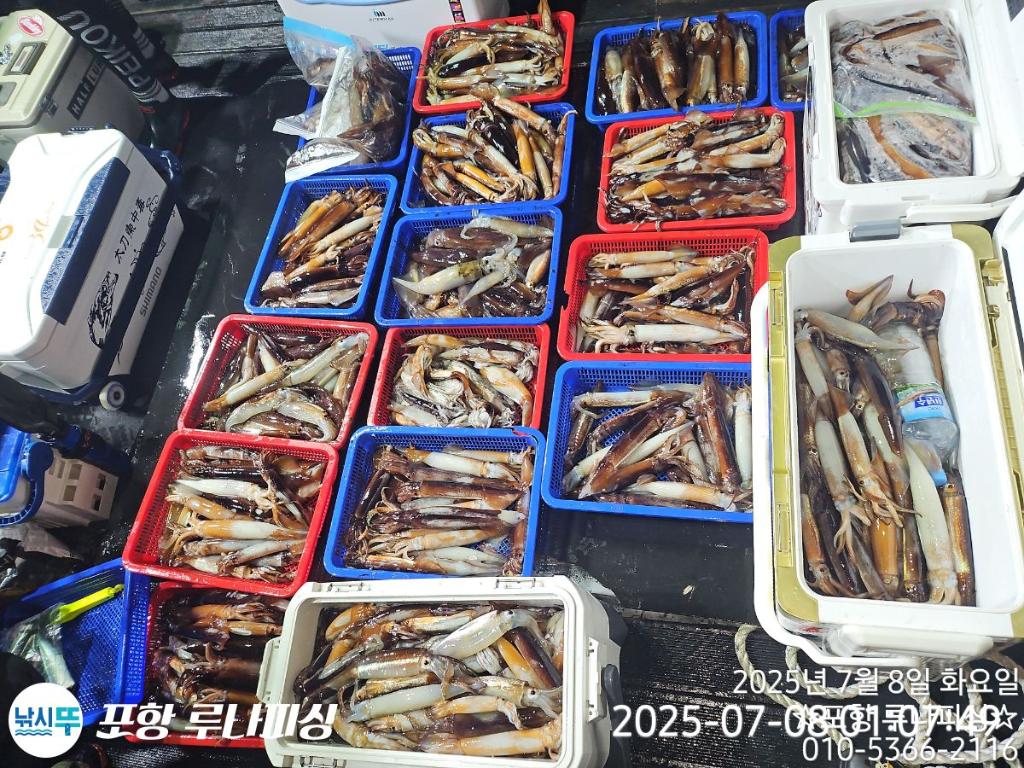 낚시뚜,오징어,호래기,구룡포항,포항 루나피싱,낚시뚜7