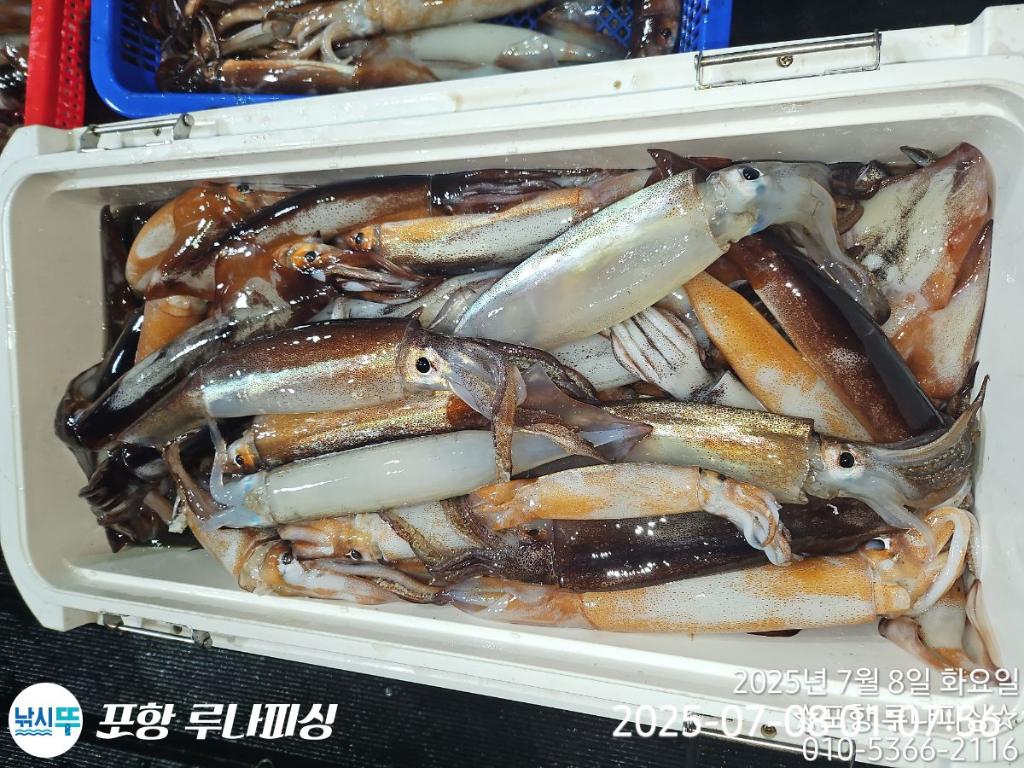 낚시뚜,오징어,호래기,구룡포항,포항 루나피싱,낚시뚜6