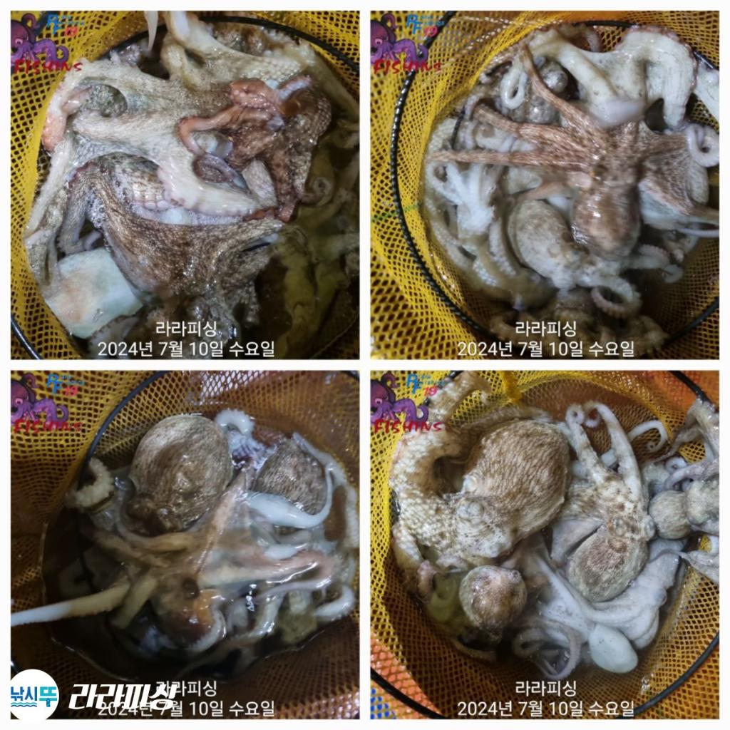 낚시뚜,돌문어,속천항(진해),라라피싱,낚시뚜25