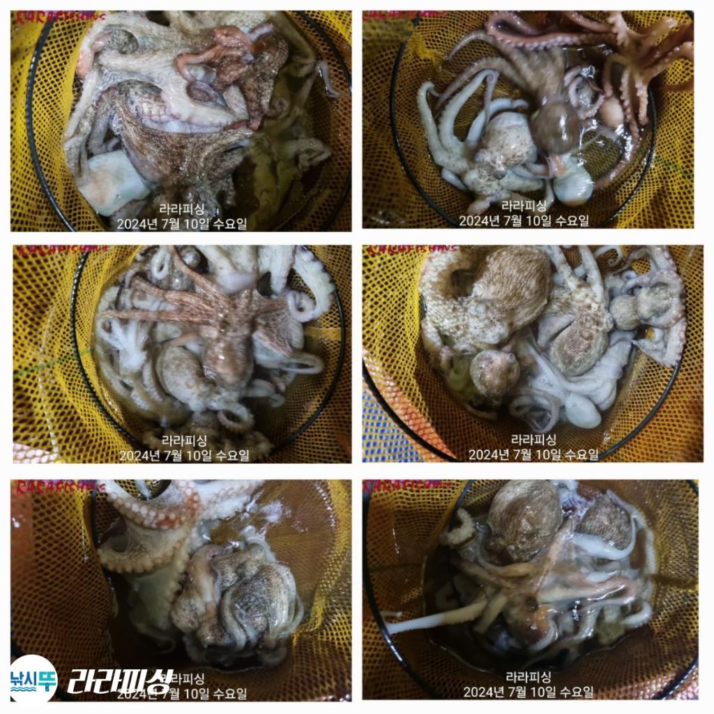 낚시뚜,돌문어,속천항(진해),라라피싱,낚시뚜24