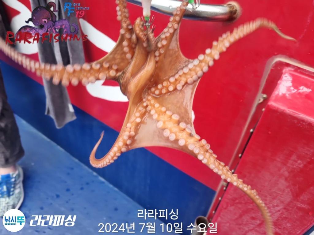 낚시뚜,돌문어,속천항(진해),라라피싱,낚시뚜21