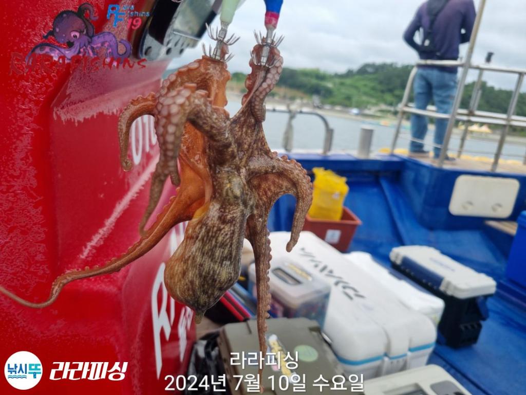 낚시뚜,돌문어,속천항(진해),라라피싱,낚시뚜20