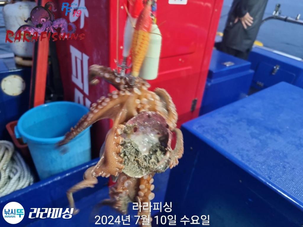 낚시뚜,돌문어,속천항(진해),라라피싱,낚시뚜18