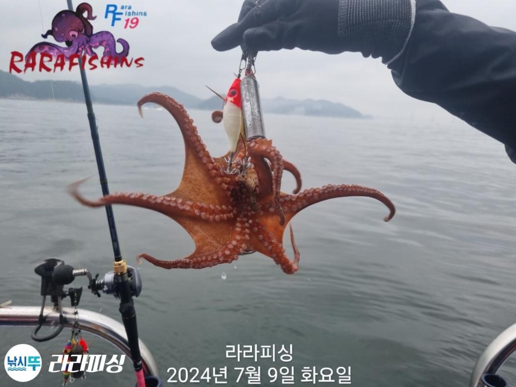 낚시뚜,돌문어,속천항(진해),라라피싱,낚시뚜12
