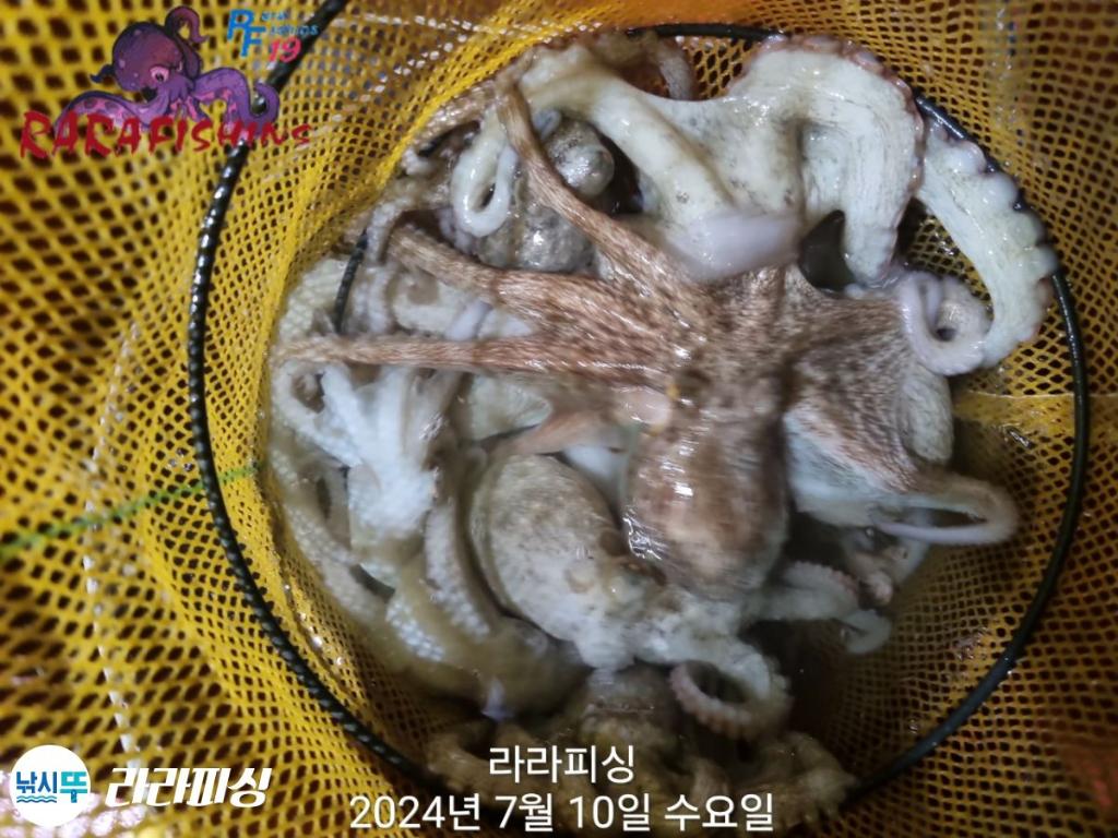낚시뚜,돌문어,속천항(진해),라라피싱,낚시뚜11