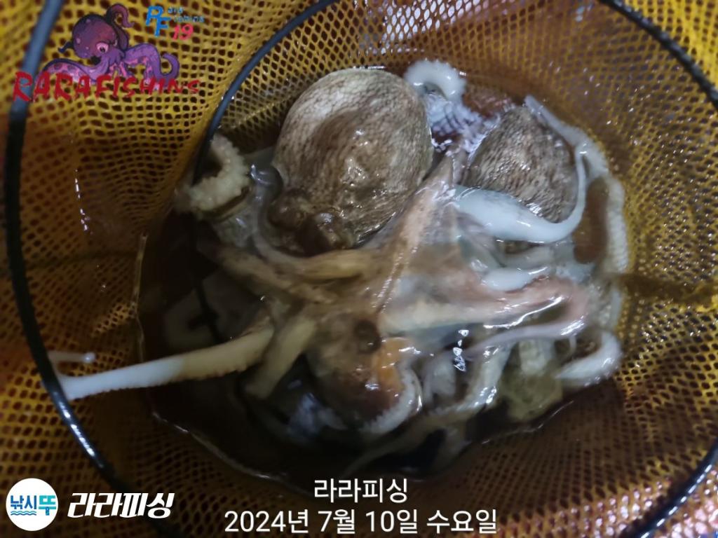 낚시뚜,돌문어,속천항(진해),라라피싱,낚시뚜10