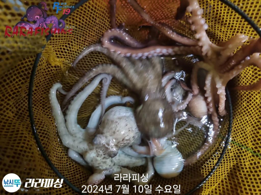 낚시뚜,돌문어,속천항(진해),라라피싱,낚시뚜9