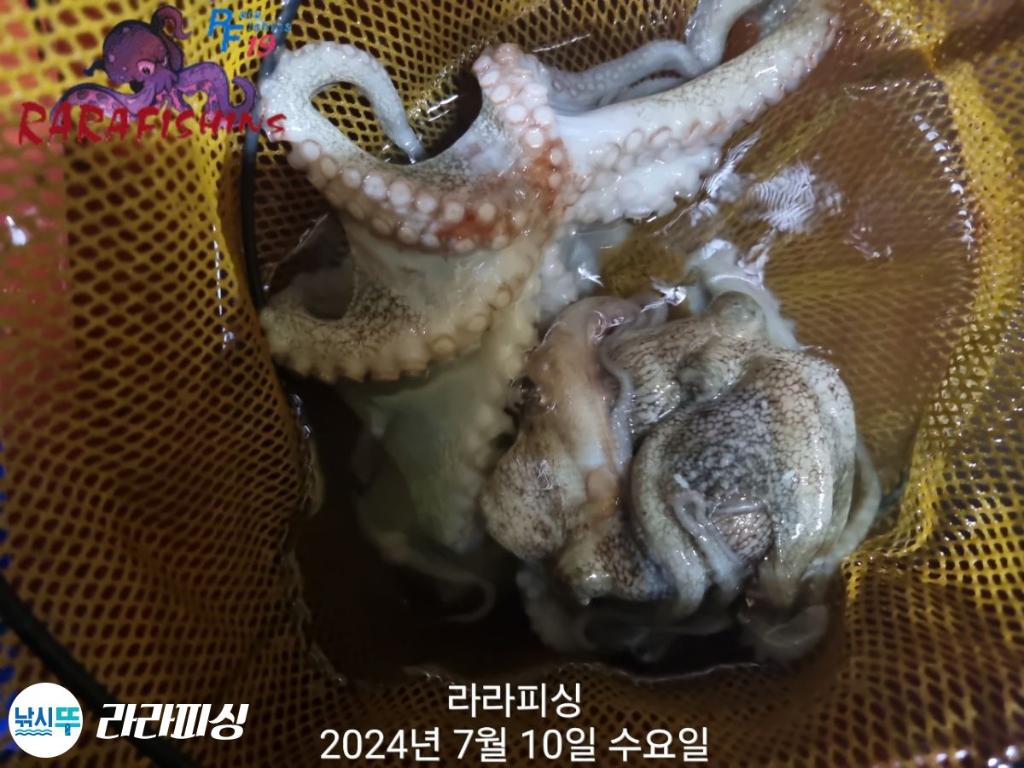 낚시뚜,돌문어,속천항(진해),라라피싱,낚시뚜8