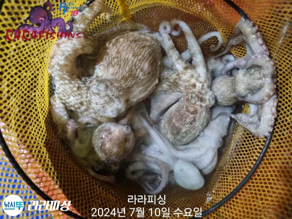 낚시뚜,돌문어,속천항(진해),라라피싱,낚시뚜7