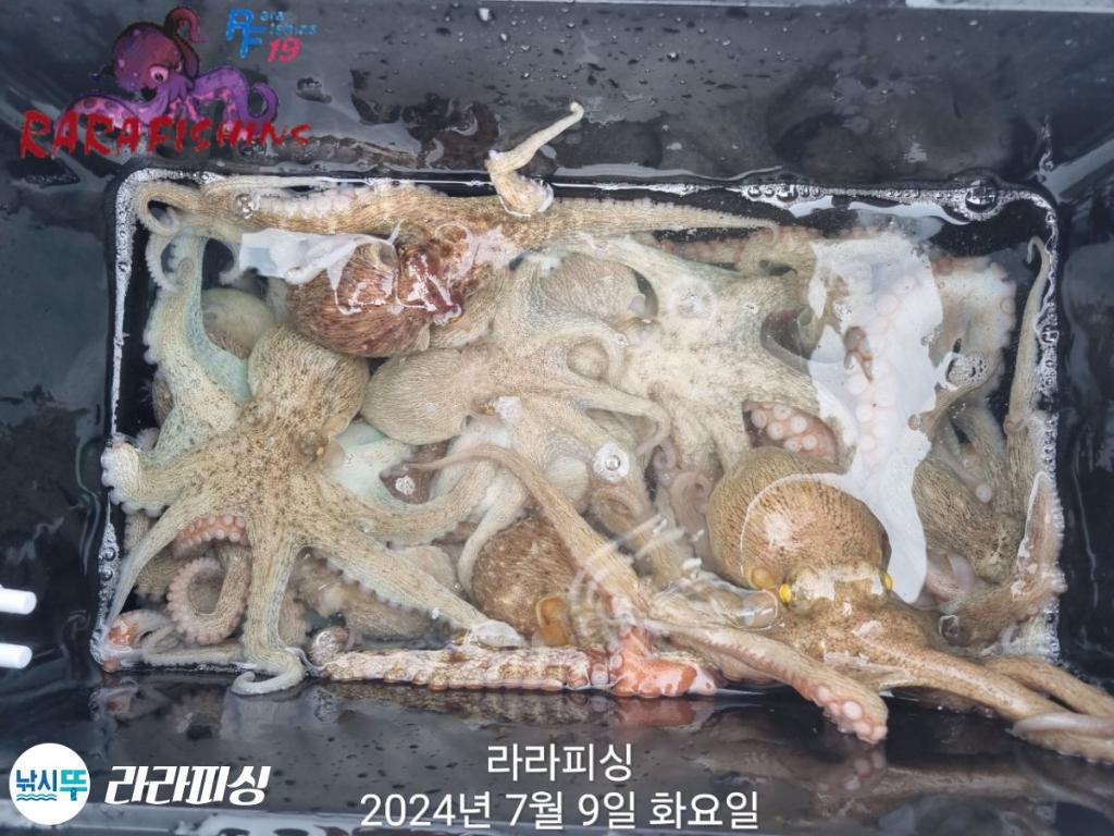낚시뚜,돌문어,속천항(진해),라라피싱,낚시뚜6