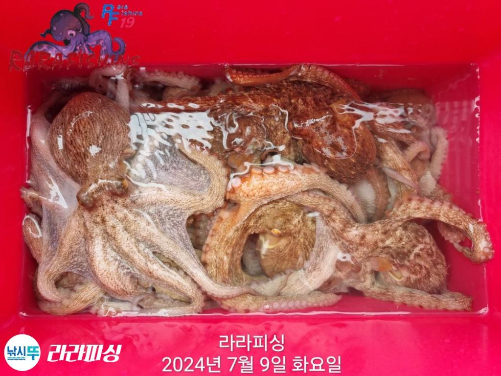낚시뚜,돌문어,속천항(진해),라라피싱,낚시뚜5