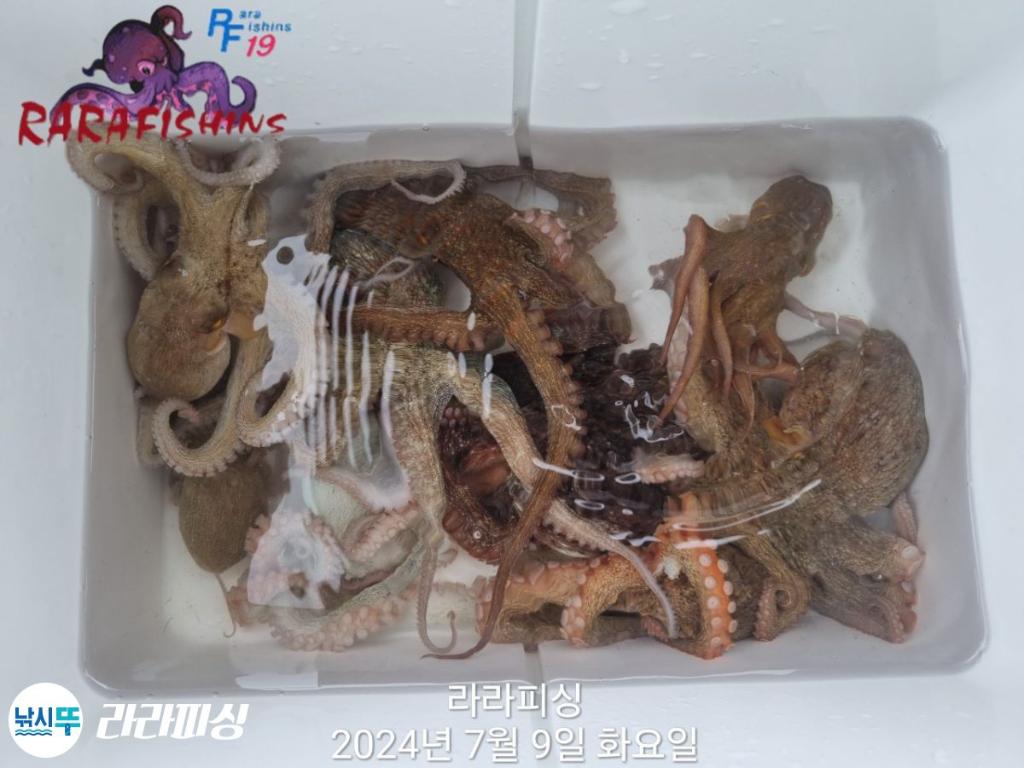 낚시뚜,돌문어,속천항(진해),라라피싱,낚시뚜4