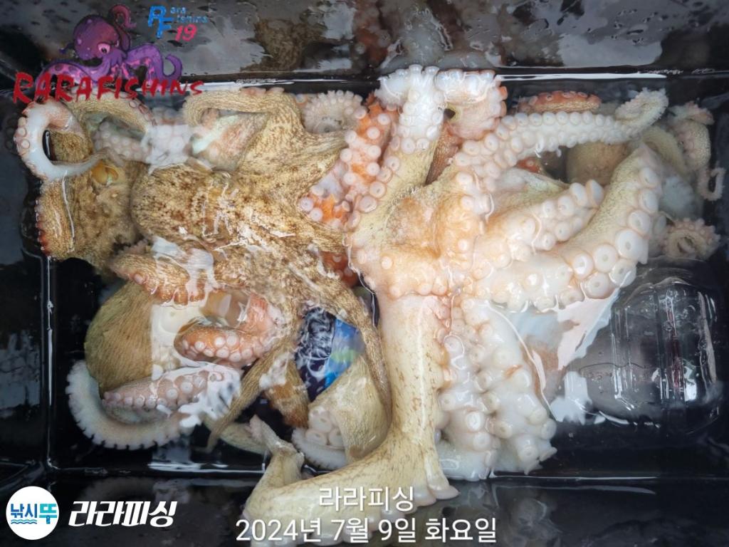 낚시뚜,돌문어,속천항(진해),라라피싱,낚시뚜3