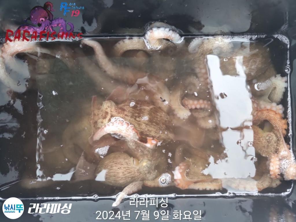낚시뚜,돌문어,속천항(진해),라라피싱,낚시뚜2